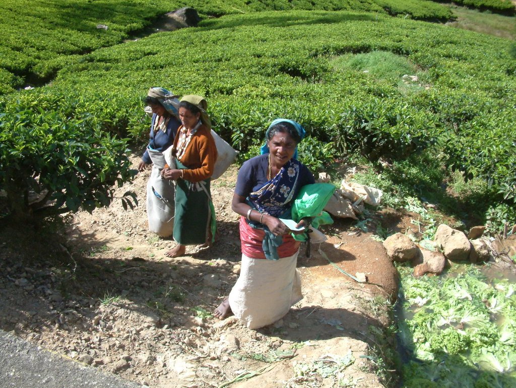 05-Tea pickers.jpg - Tea pickers
